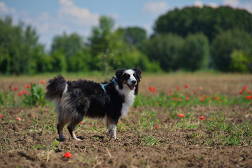 Portrait of a black tricolor australian sheperd with harness on