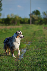 Blue merle australian shepherd is running in the countryside unleashed