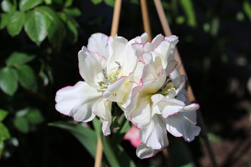 Wunderschöne Tulpe mit drei Köpfen