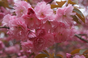 Cherry Blossom 