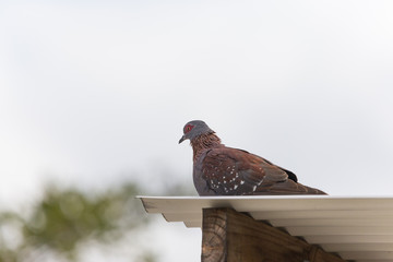 Speckled pigeon on roof