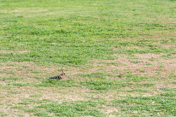 Hoopoe, Tel Aviv, Israel