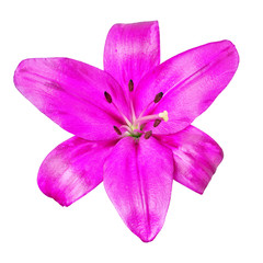 Fototapeta na wymiar flower magenta lily isolated on white background with clipping path. Close-up. Nature.