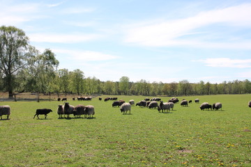 Heidschnuckenherde auf einer Weide in der Lüneburger Heide