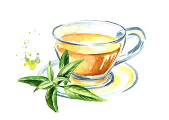 Medicinal plant Lemon Verbena tea. Watercolor hand drawn illustration, isolated on white background