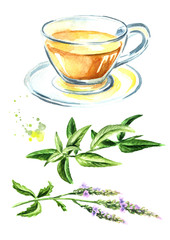 Medicinal plant Verbena tea set. Watercolor hand drawn illustration, isolated on white background