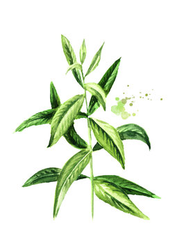 Lemon verbena sprig for herb tea, for aromatherapy. Watercolor hand drawn illustration, isolated on white background