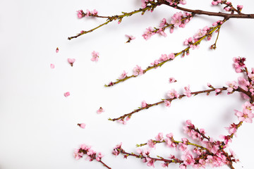 Peach blossom on pastel white background. Fruit flowers.