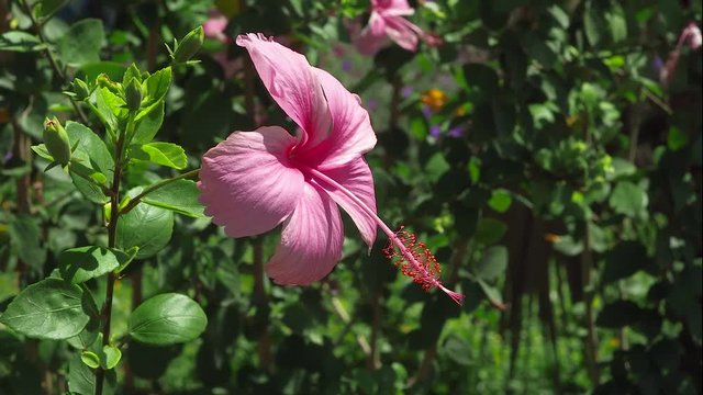 Pink cayenne flower