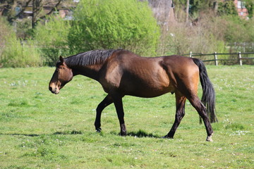 Pferd steht auf einer Weide im Frühling