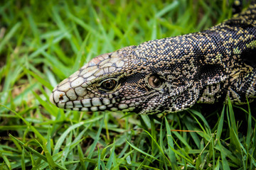 Lagarto