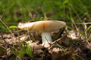 Mushroom in green grass