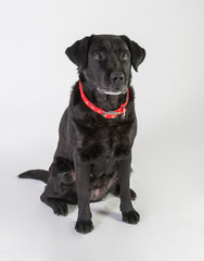 Fototapeta premium Labrador Retriever Negro