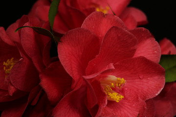 大きな椿アップ large camellia closeup 1