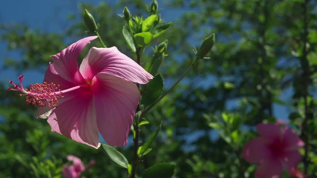 Pink cayenne flowers