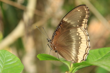 Female great eggfly (Hypolimnas bolin).Also known as common eggfly or blue moon butterfly on leaf,soft focus.India