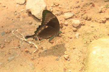 Emerald Swallowtail or Green-Banded Peacock (Papilio palinurus). Tropical butterfly resting closed winged on land.
