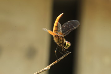 Beautiful dragonfly in nature
