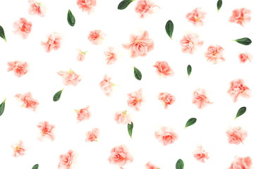 Flowers background . Pink flowers azalea  pattern on white background. Top view.  Holiday concept