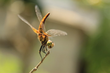 Beautiful dragonfly in nature