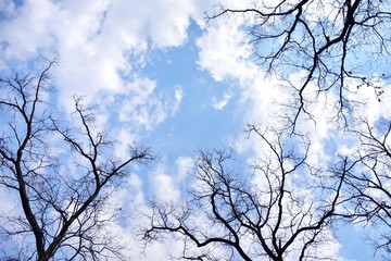 Black branches without leaves on the blue sky with fluffy white clouds. Bare branch on spring sky background with beautiful cloud. Beautiful sky with clouds in a frame of   tree branches