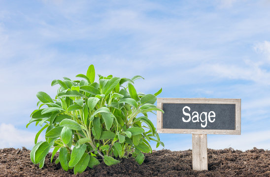 Sage In The Garden With A Wooden Label