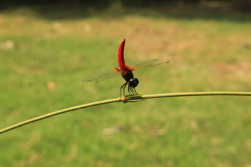 Red tailed dragonfly in nature