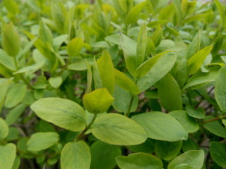 green leaves of young shrubs in spring
