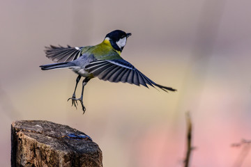 Animali, Cince