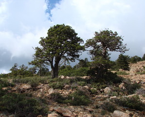 The landscape of high-mountain vegetation on the rocky surface of the mountain ridge under the sun's rays near the clouds that are approaching the sky.