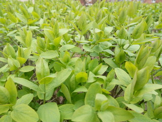 Fototapeta premium young green shrub leaves in spring