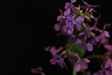 Obraz na płótnie Canvas パープルフラワーライトアップ purple flower illumination 4