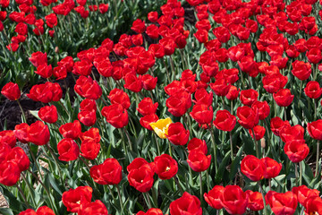 Yellow tulips in a field with red tulips