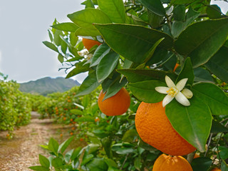 Valencian orange and orange blossoms. Spain. Spring harvest