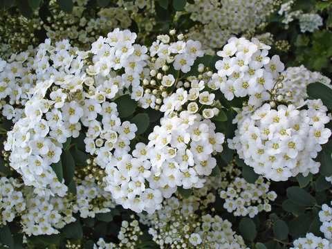 絵画 Reeves spirea 絵画 Reeves spirea Spiraea cantoniensis ~ Reeve's Spirea