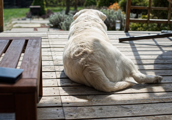 Old dog enjoys sun