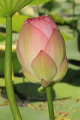 Pink lotus flower blossom in pond.