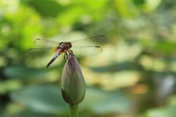 Dragonfly on flower bud on summer. Dragonfly macro photo. Dragonfly flower view.