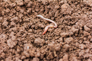 earthworm in loamy moist soil,the first worm in the spring