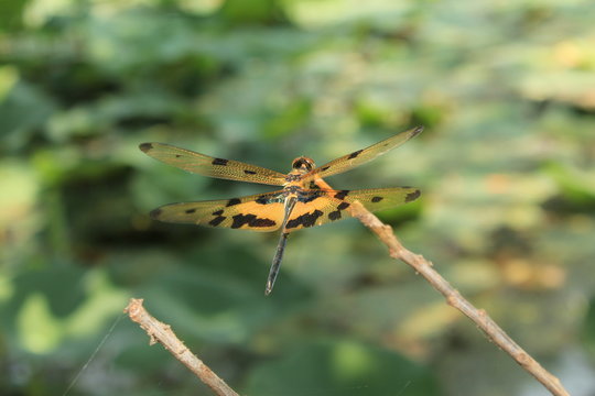 Portrait of dragonfly.Rhyothemis variegata, known as the common picture wing or variegated flutterer.