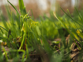 Yellow flowers on a green slope in the rays of the spring sun
