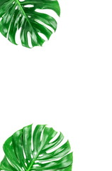 Naklejka na ściany i meble Green leaves tropical monstera isolated on white background top view. Copy space
