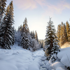 Fantastic winter mountain landscape. overcast colorful clouds, glowing in sunlight. alp trees, of snow covered , under in a warm sunlight. Dramatic wintry scene. Beauty on the world. creative image.