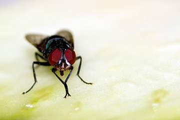 Mosca na sopa © wilhangomes