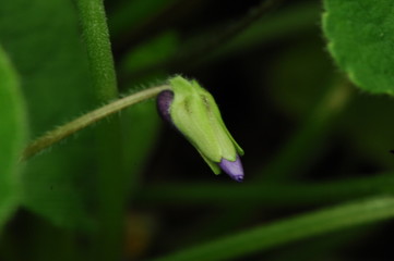 Tiny Violet bud