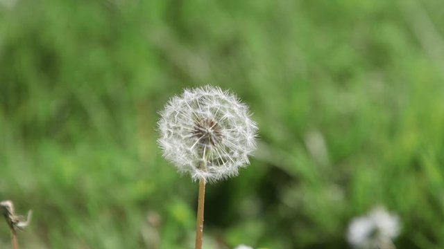Single, white, mature dandelion flower with seed-head. Close-up. 20sec/24 fps. Slow motion. Version 1a long