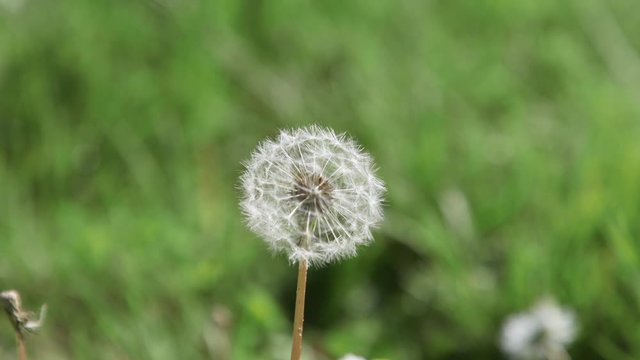 Single, white, mature dandelion flower with seed-head. Close-up. 20sec/24 fps. Slow motion. Version 1b long