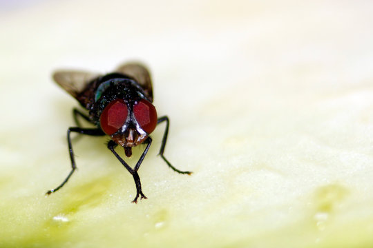 Mosca na sopa