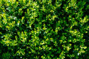 Bright new green foliage of boxwood Buxus sempervirens as green garden backdrop. Selective focus