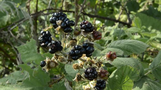 More di rovo ft4107_0324 Kupina Blackberry Brombeere 